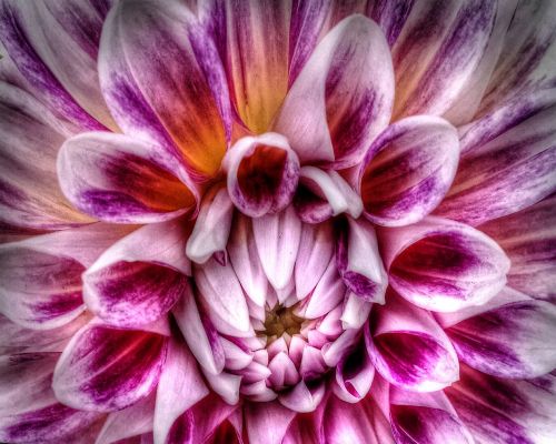 flowers dahlias gardening