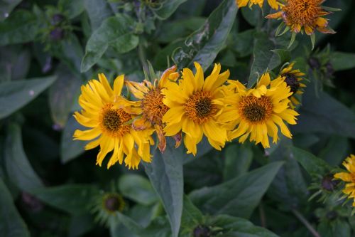 flowers dacha nature