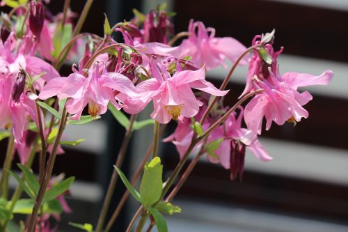 flowers tender pink