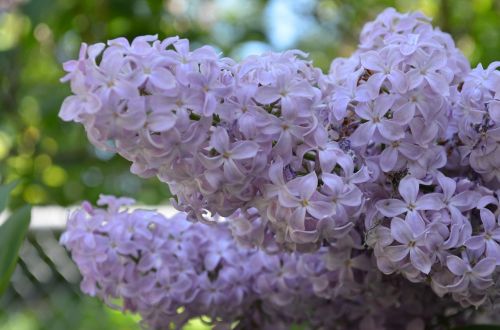 flowers lilacs spring