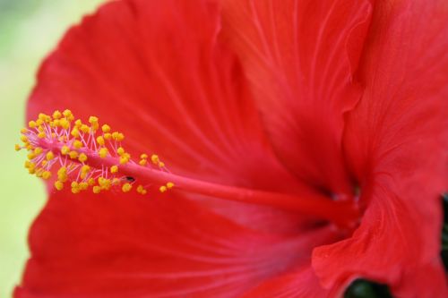 flowers hibiscus