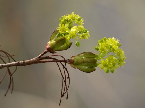 flowers spring blossom