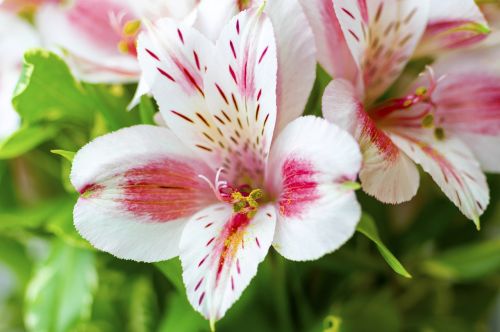 flowers pollen nature