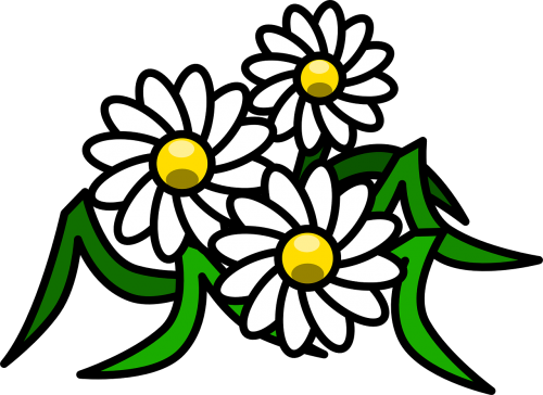 flowers daisy white