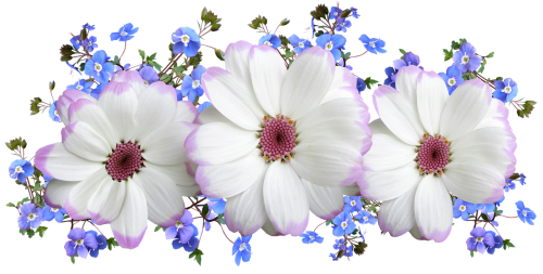 flowers white and blue