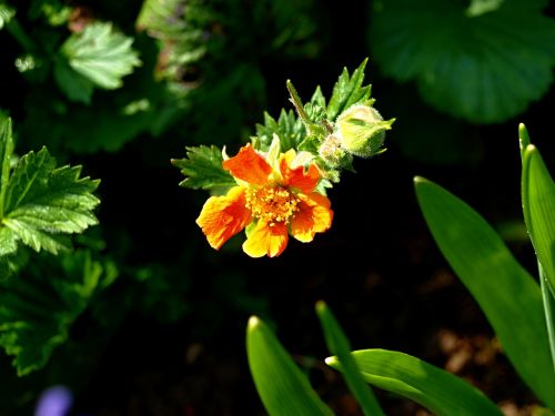 flowers nature plant