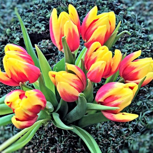 flowers tulips spring flowers