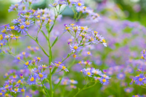 flowers natural plant