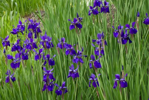 flowers wildflowers iris