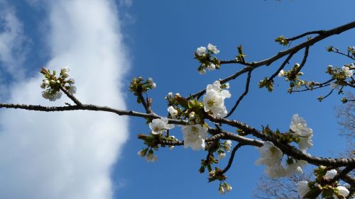 flowers nature branch