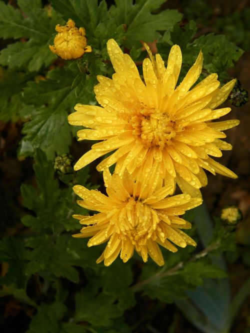 flowers garden plant