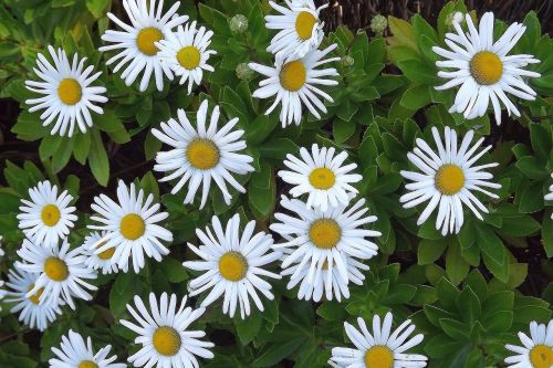 flowers white garden