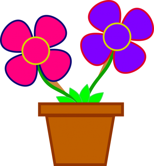 flowers pot pink