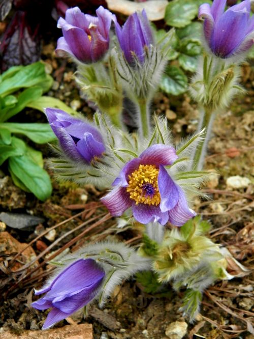 flowers nature slovakia