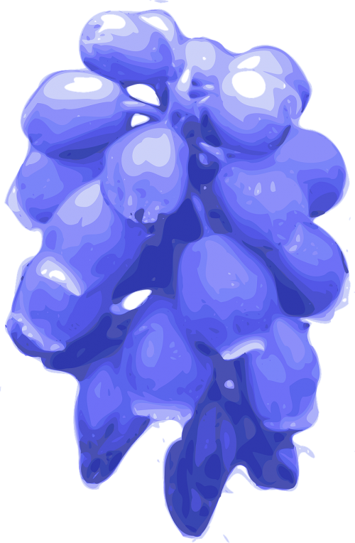 flowers bluebells grape hyacinth