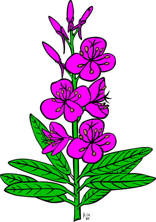 flowers purple plant