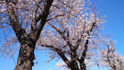 flowers cherry landscape