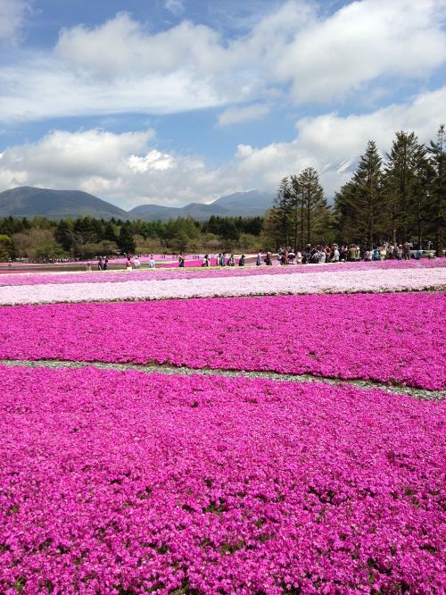 flowers plant natural