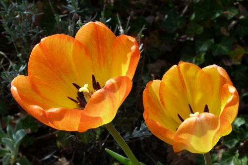 flowers nature tulips