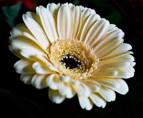 flowers plant nature