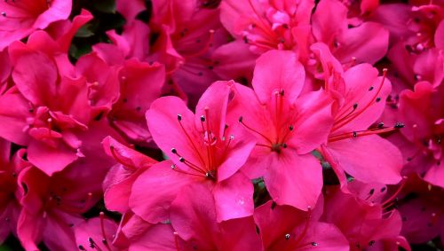 flowers pink spring