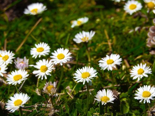 flowers forest greece