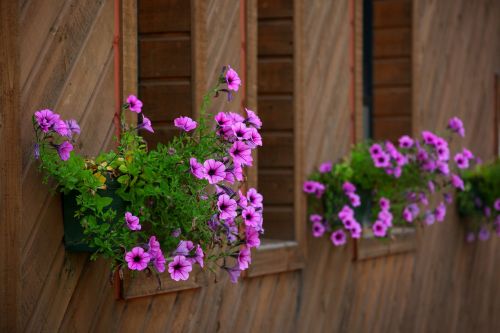 flowers wooden plants