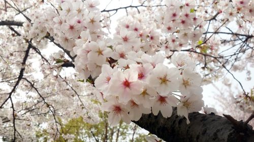 flowers cherry tree quarter