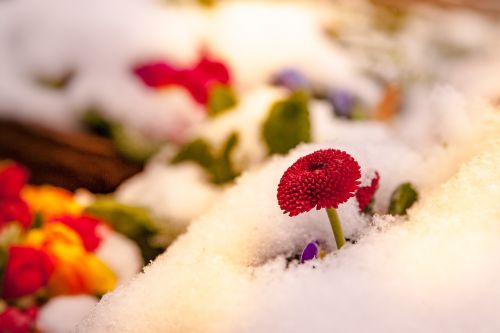 flowers colorful snow