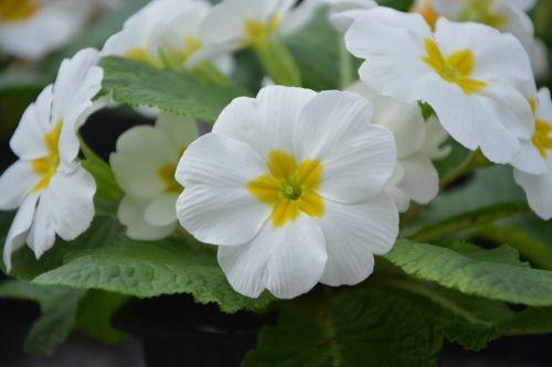flowers flower primroses white