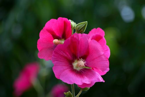 flowers plants nature