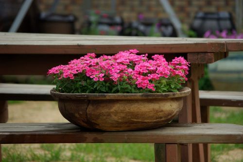 flowers garden plants