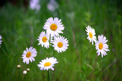 flowers nature plants