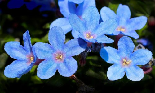 flowers blue nature