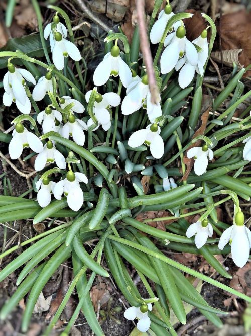flowers snowdrop early bloomer