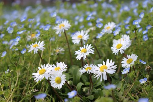 flowers nature plants