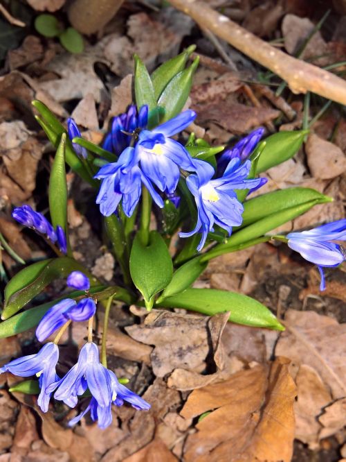 flowers hyacinth star hyacinth
