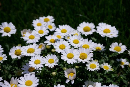 flowers plants nature