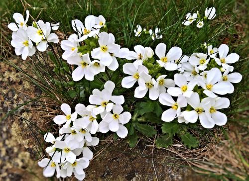 flowers snow flake flower small white flowers