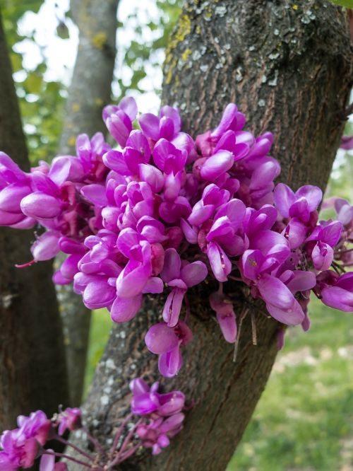 flowers magenta tree