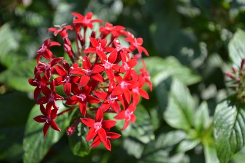 flowers natural plant