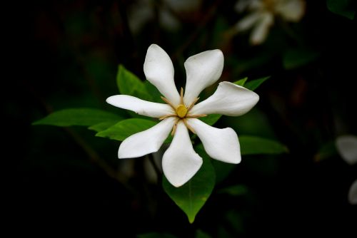 flowers nature leaf