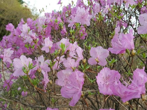 flowers nature plants