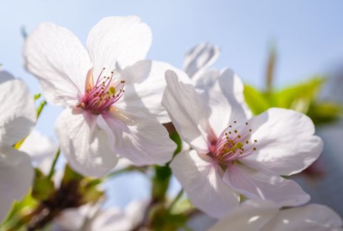 flowers nature plants