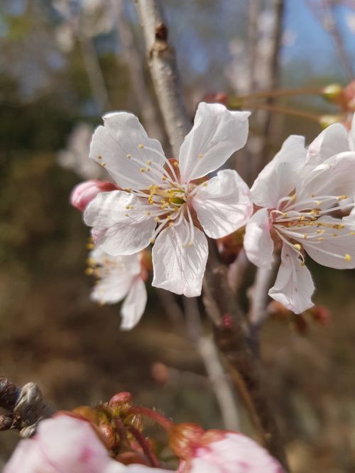 flowers nature plants