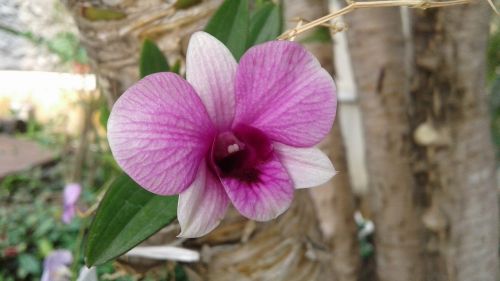 flowers purple