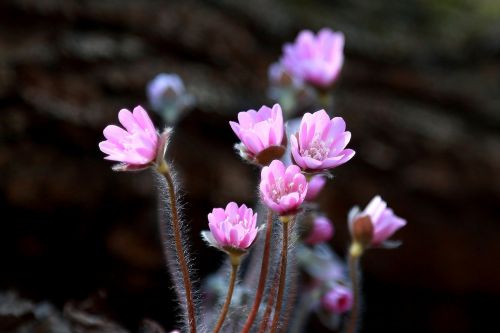 flowers nature plants