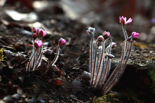 flowers nature plants