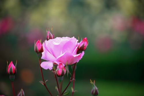 flowers nature plants