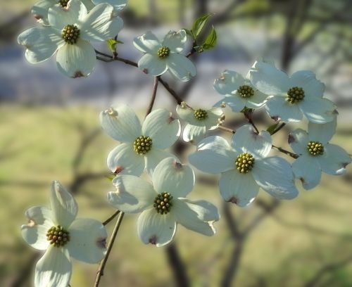 flowers dogwood spring